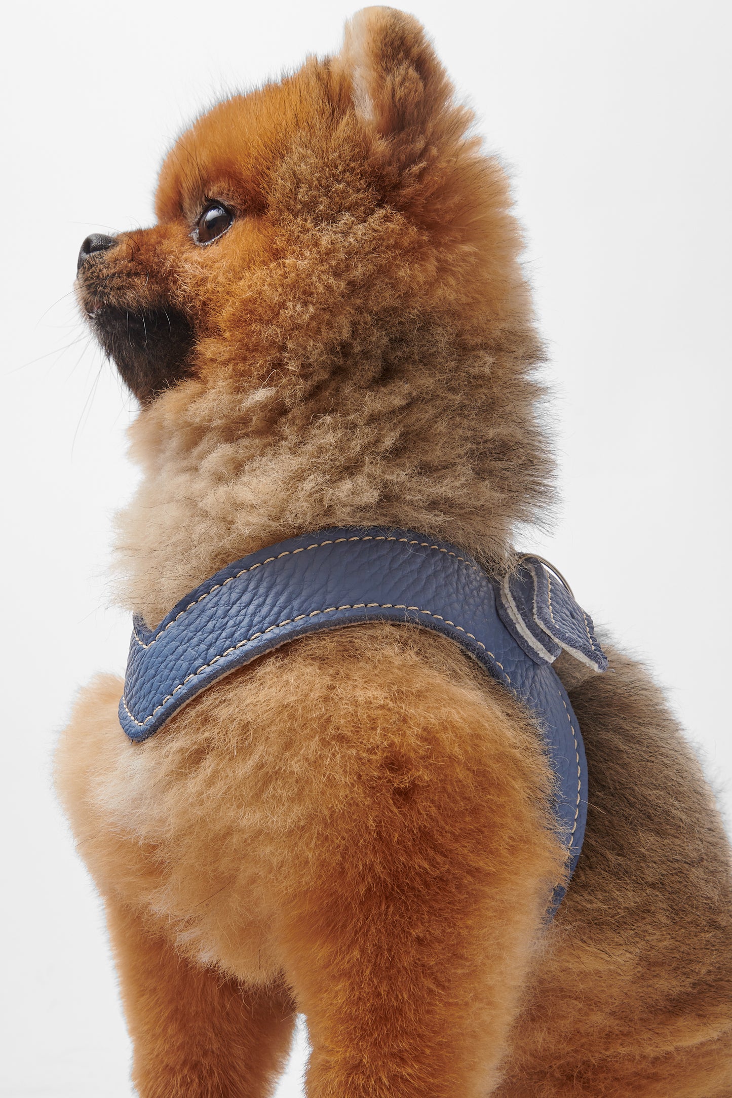 Eleganza Blue Harness
