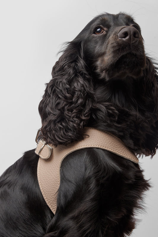 Eleganza Beige Harness