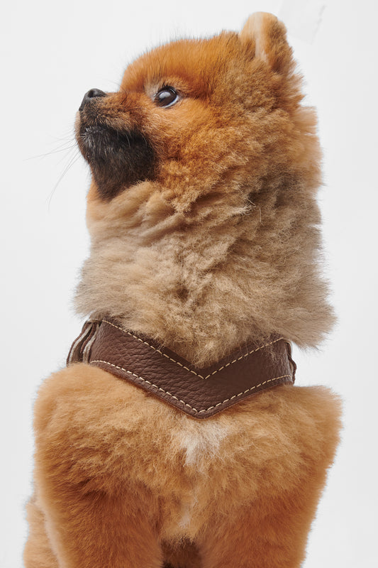 Eleganza Brown Harness