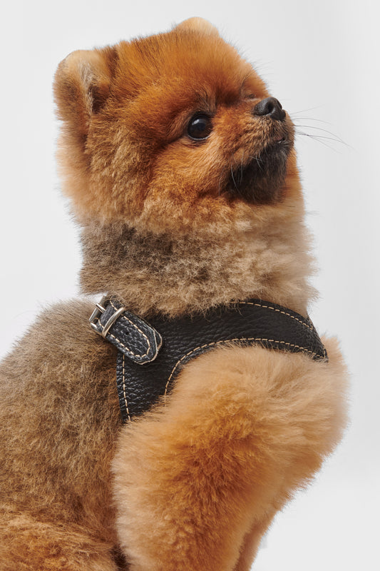 Eleganza Black Harness