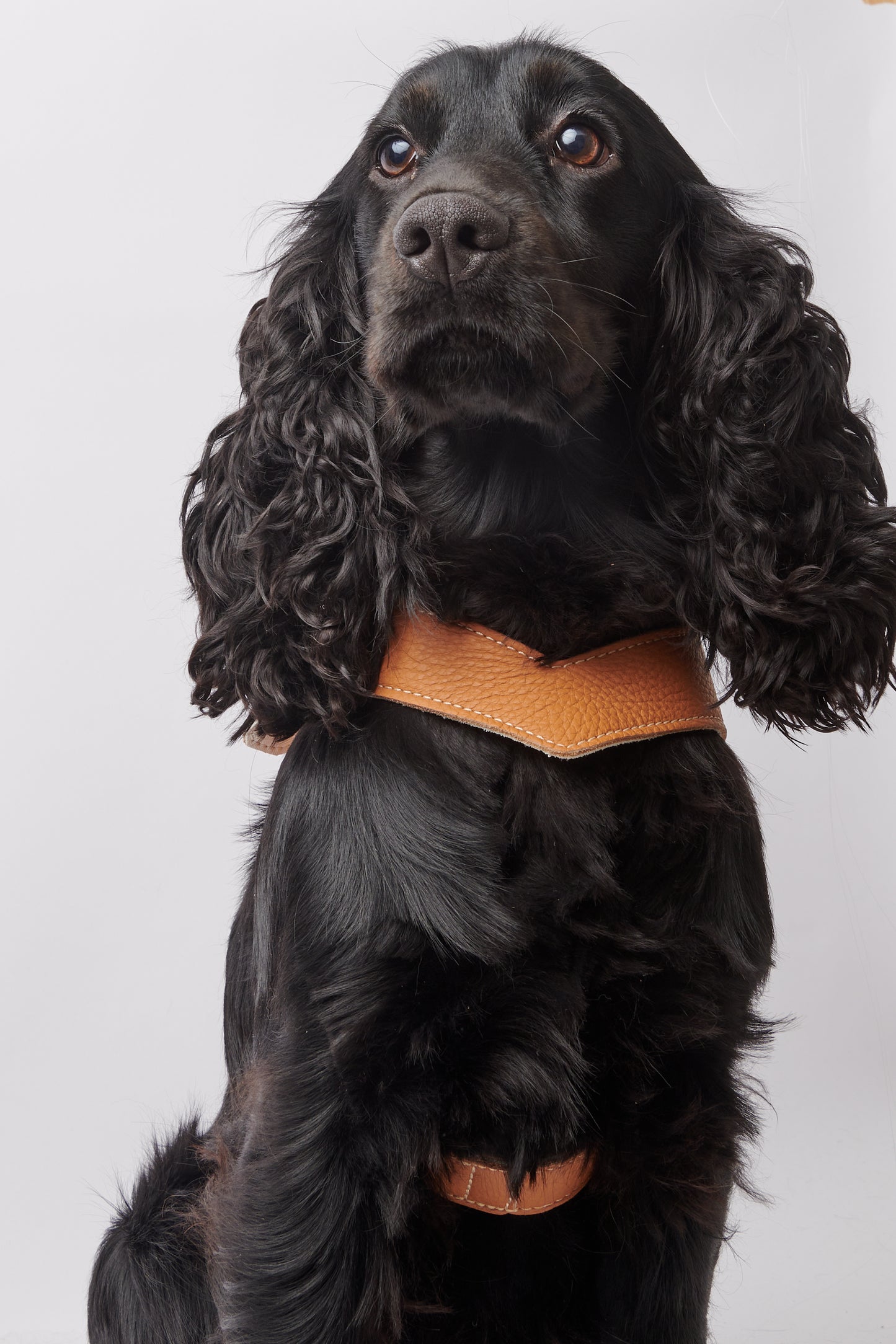 Eleganza Tan Harness