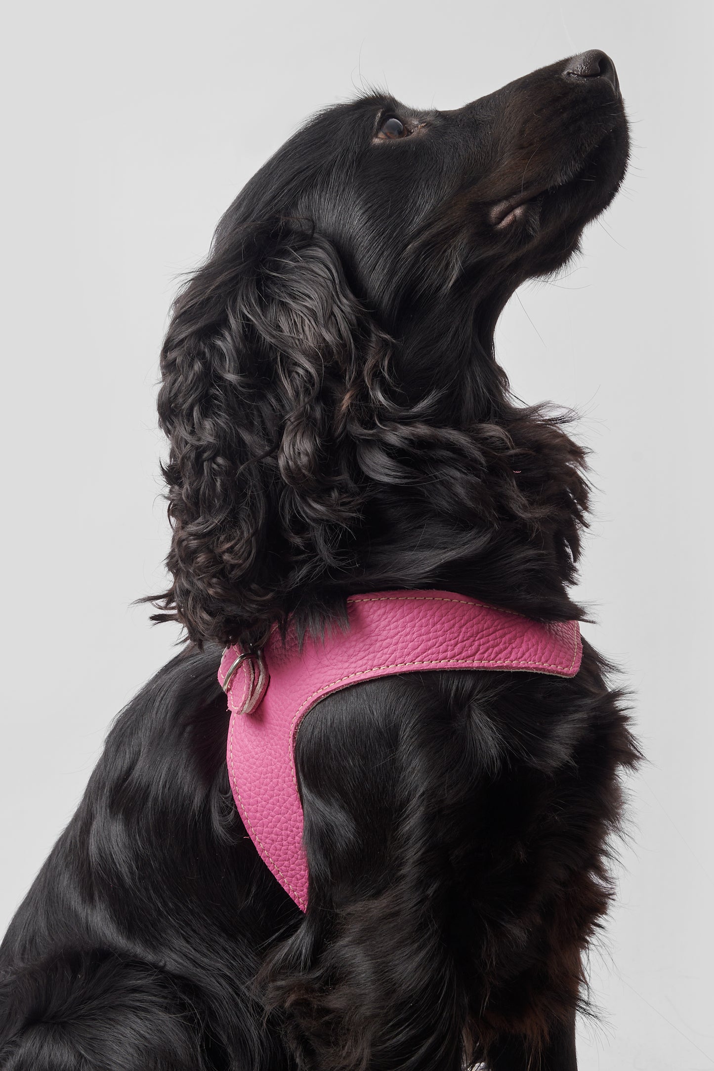 Eleganza Pink Harness