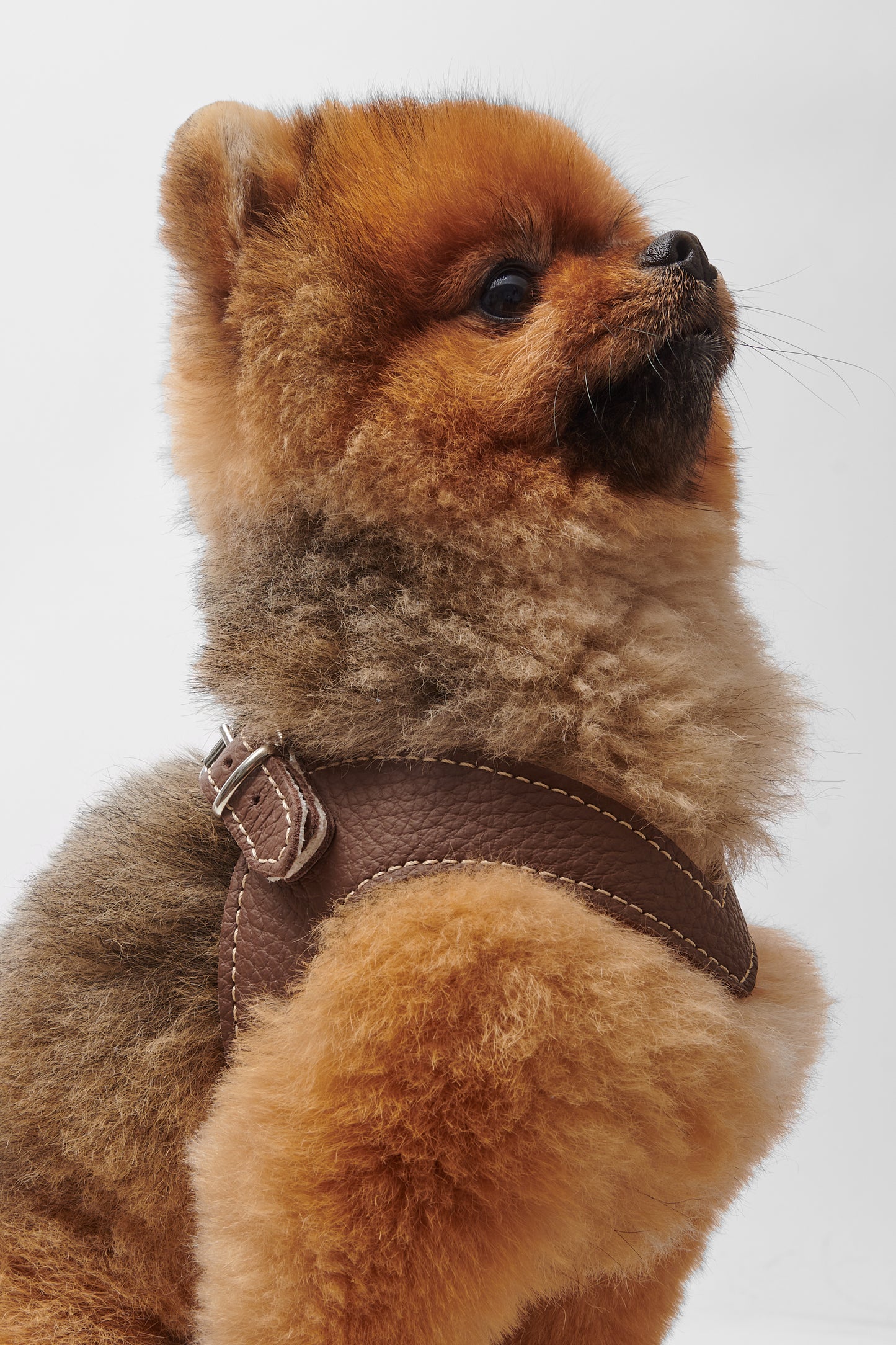 Eleganza Brown Harness