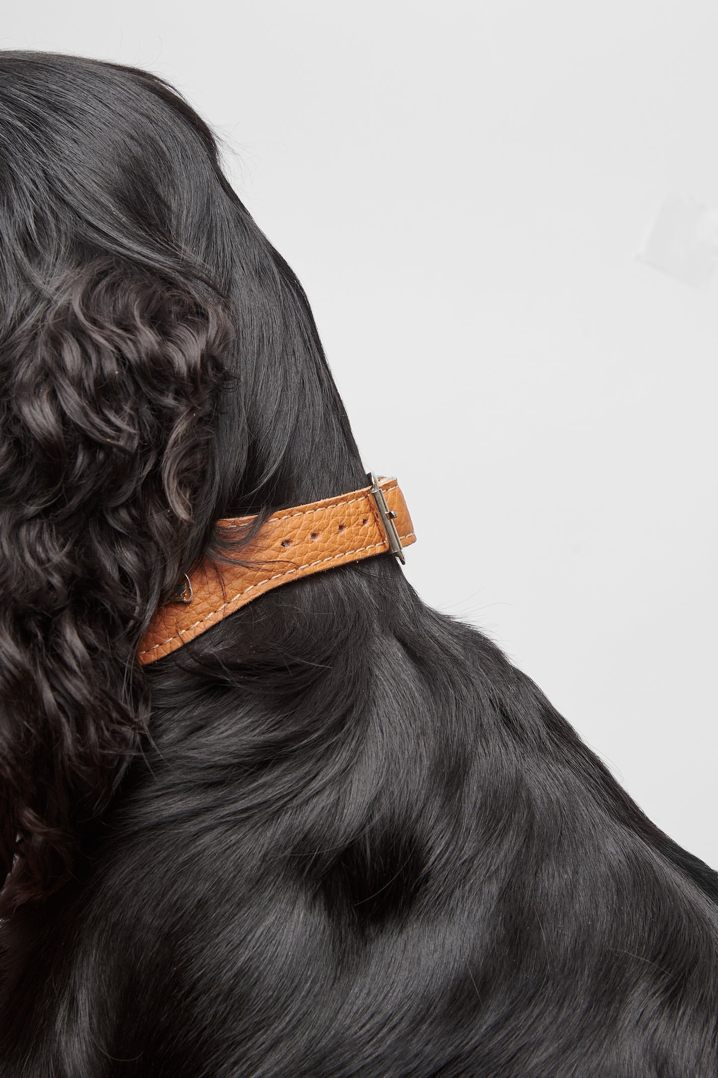 Tan Leather Collar