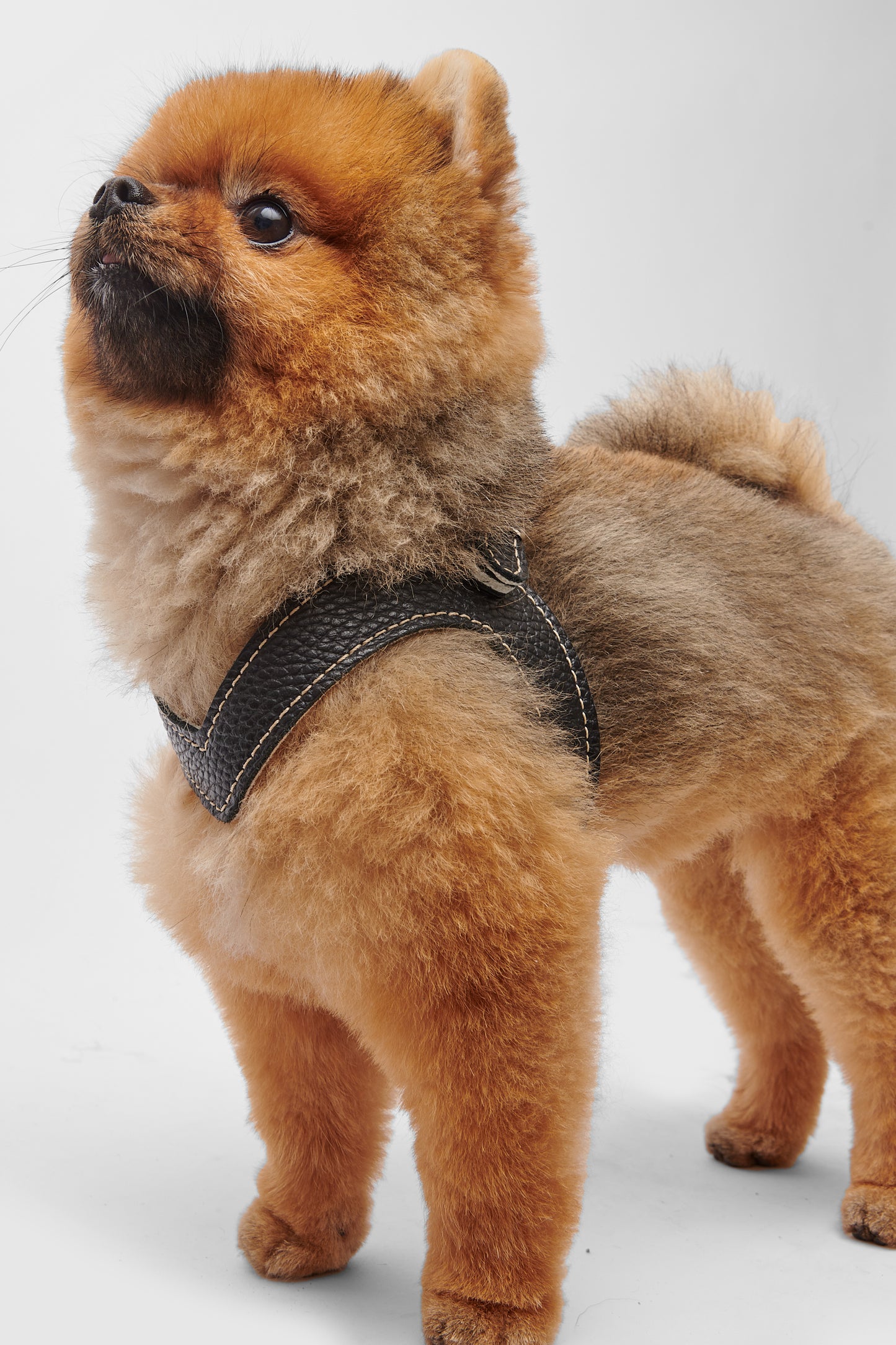 Eleganza Black Harness