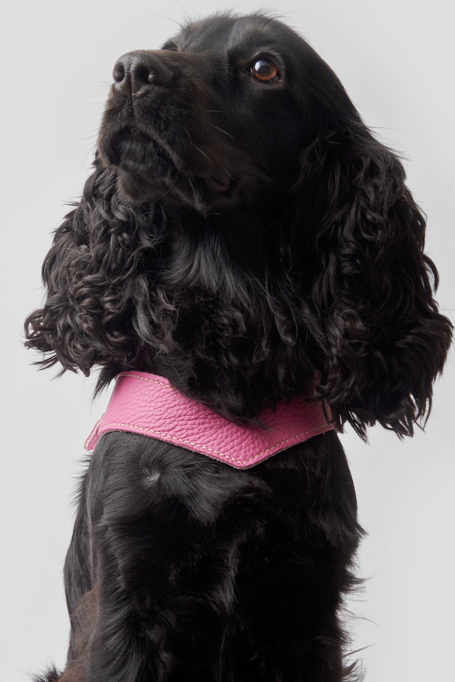 Eleganza Pink Harness