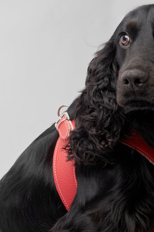Eleganza Red Harness