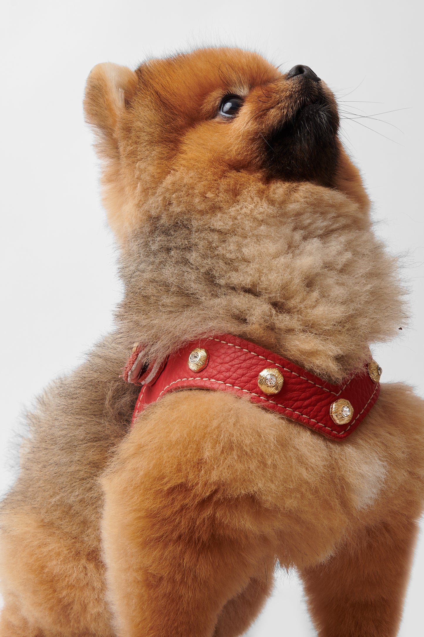 Diamante Red Harness