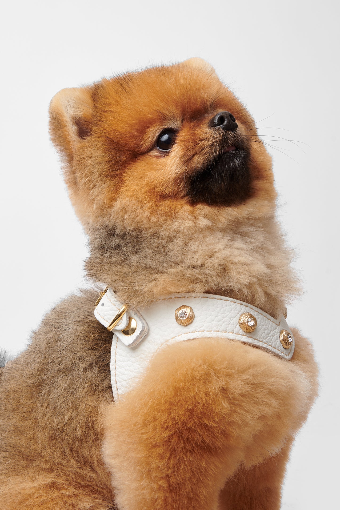 Diamante White Harness