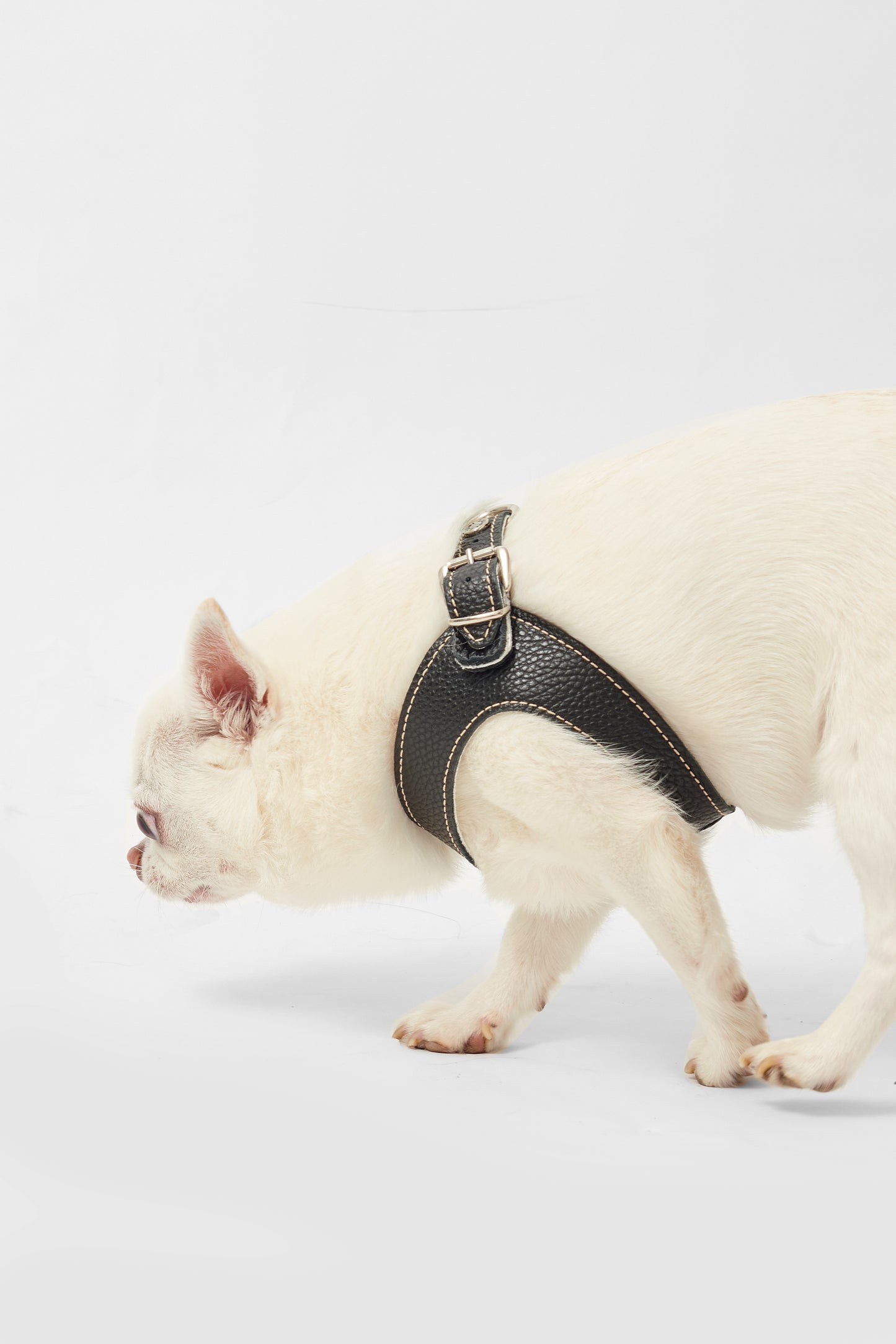 Eleganza Black Harness