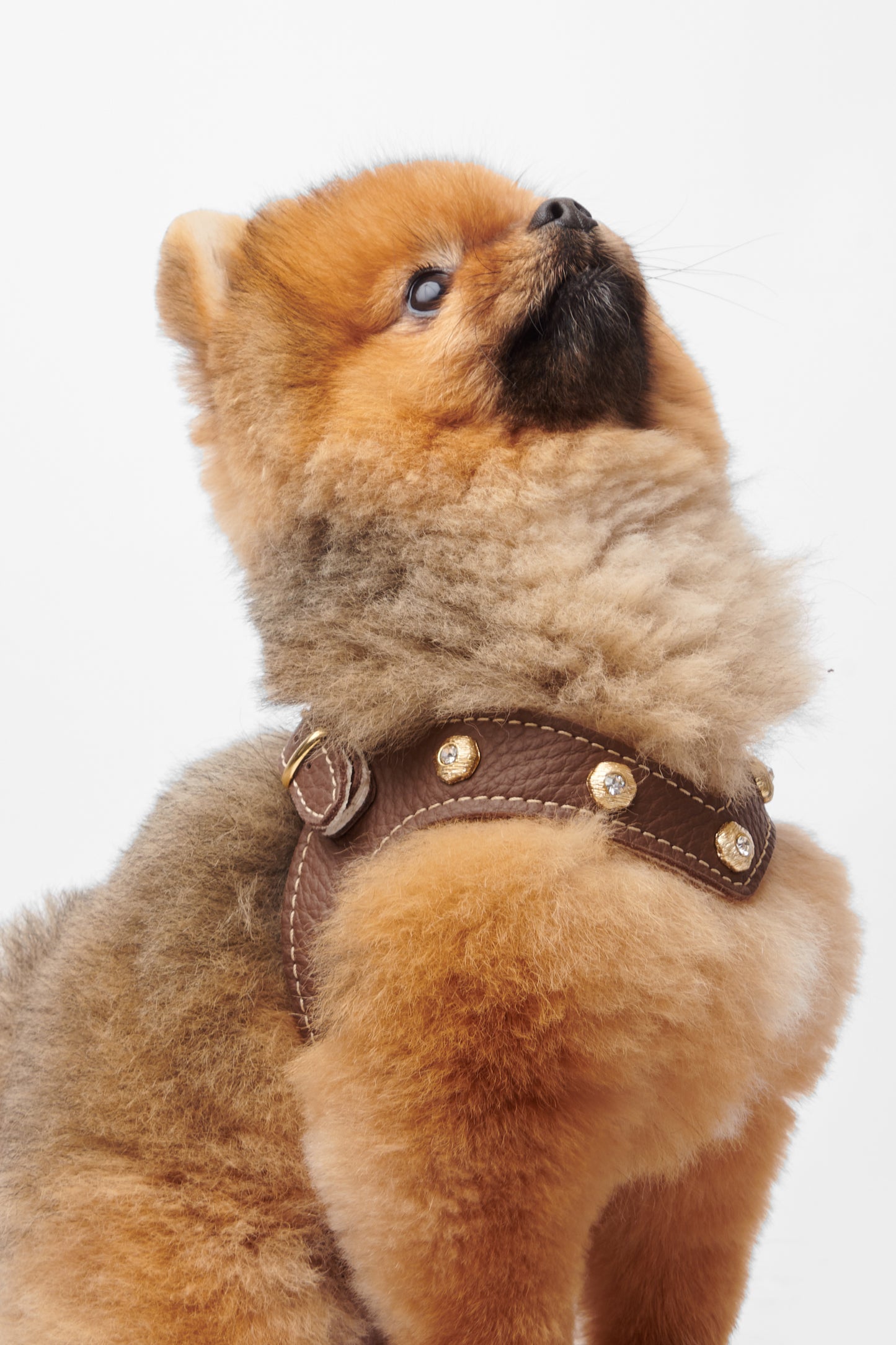 Diamante Brown Harness
