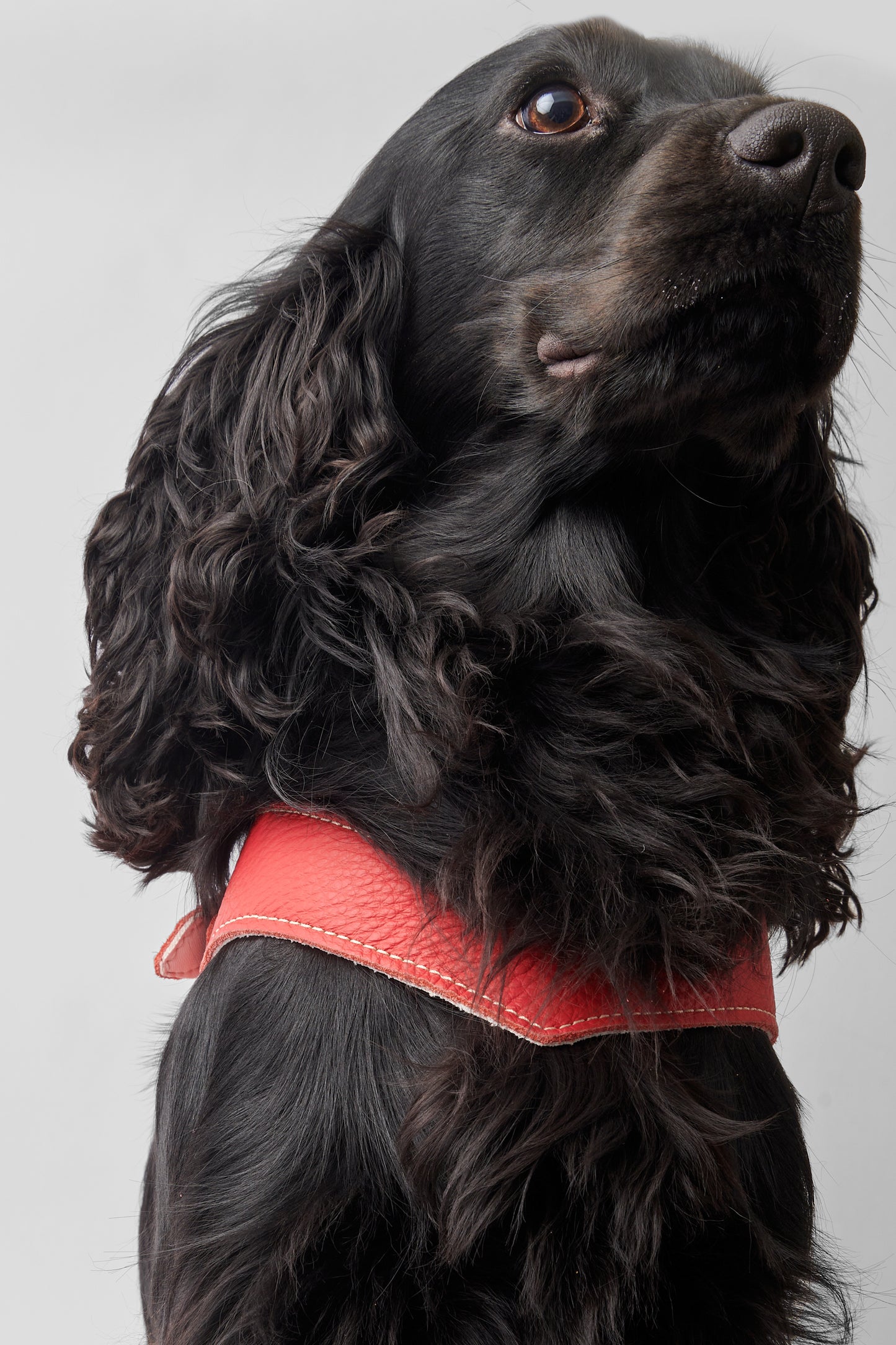 Eleganza Red Harness