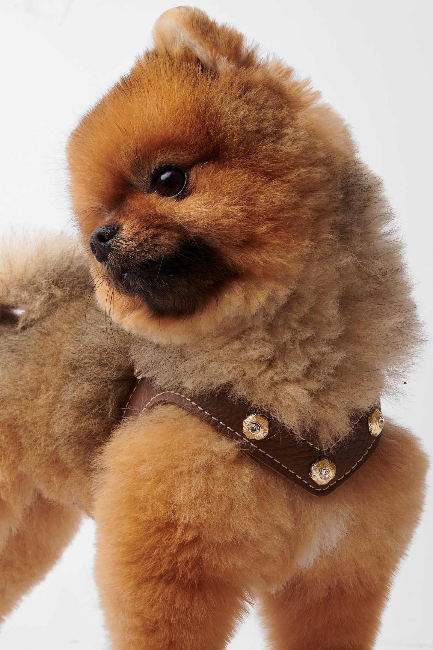 Diamante Brown Harness