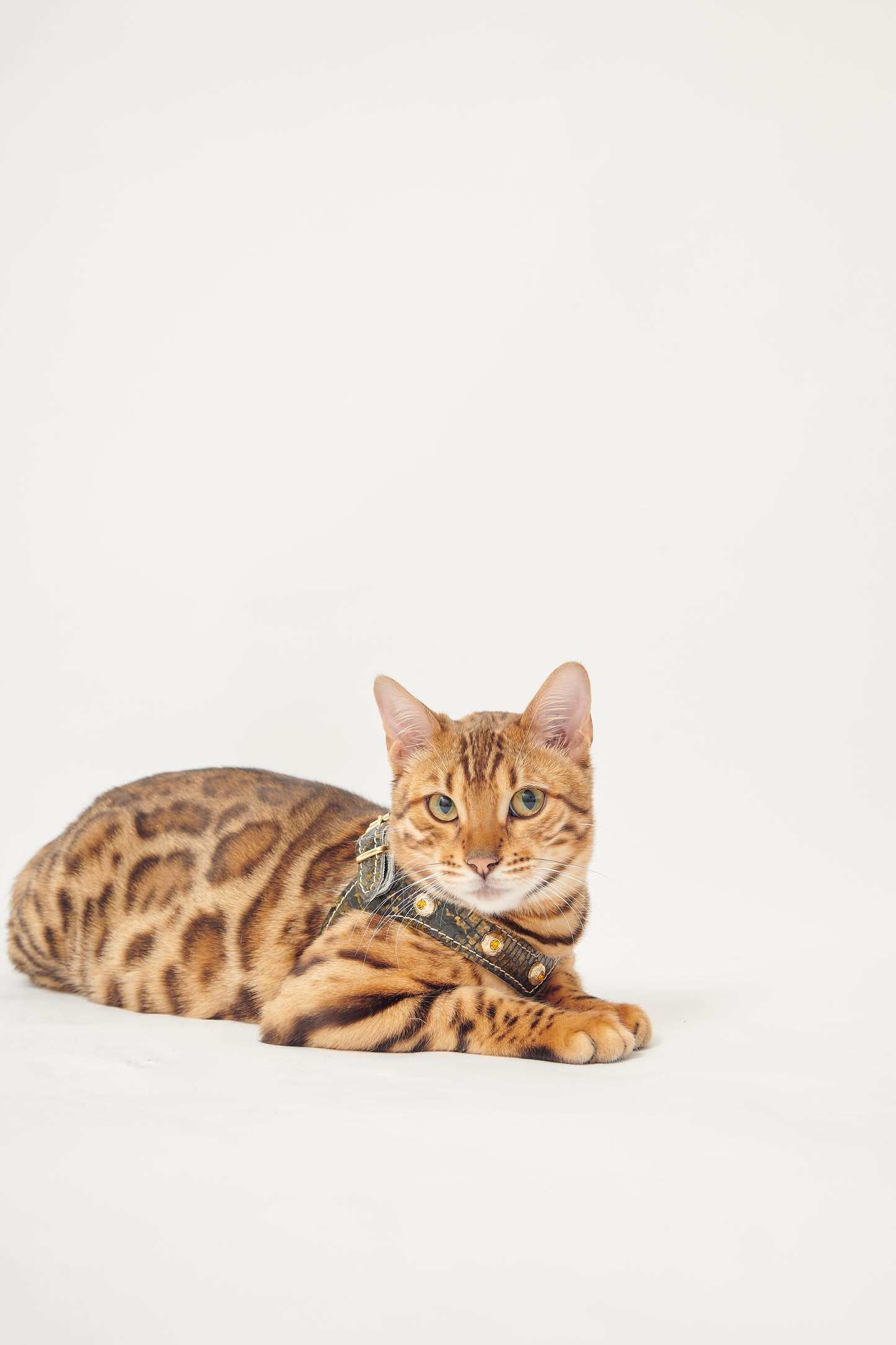 Serpente Harness