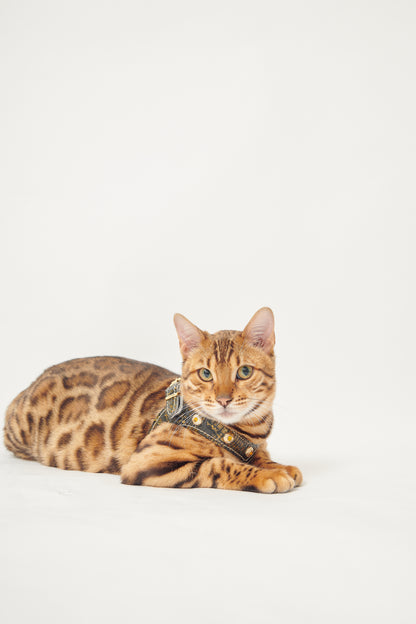 Serpente Harness
