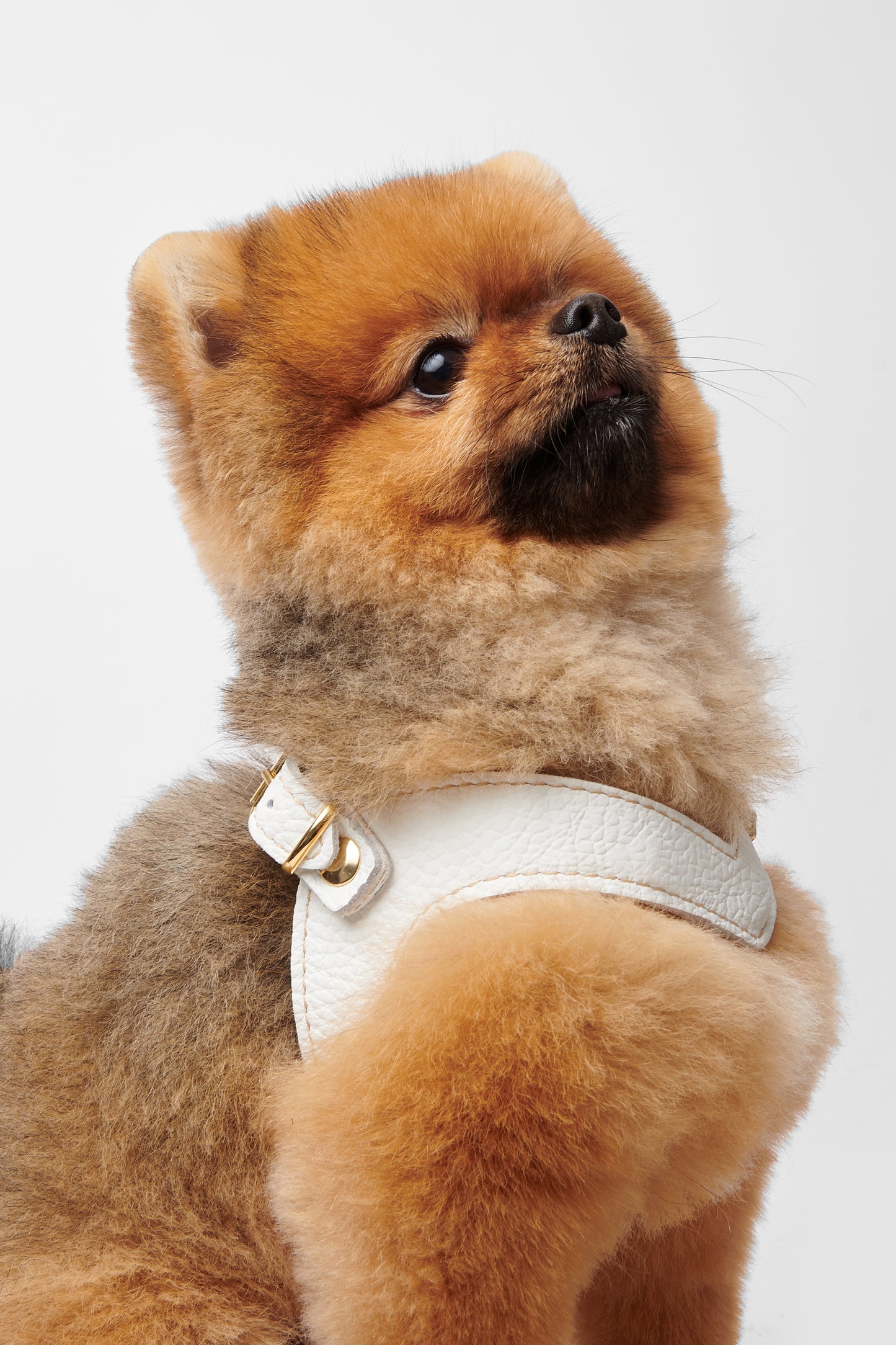 Eleganza White Harness