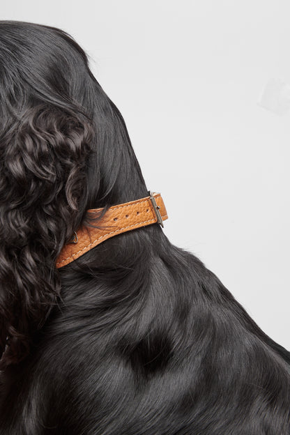 Tan Leather Collar