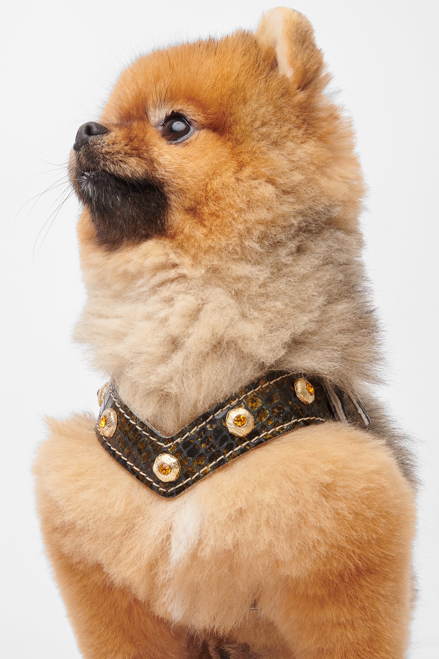 Serpente Harness